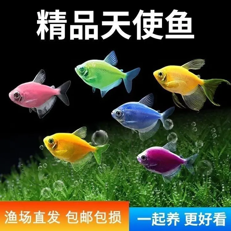 糖果色天使鱼热带观赏鱼群游耐活好养可混养2-6厘米