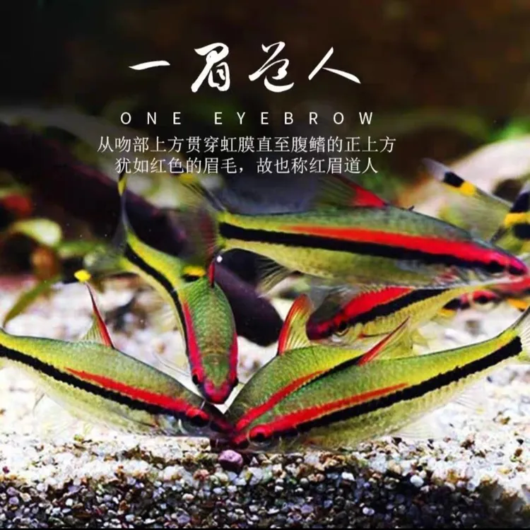 一眉道人热带宠物观赏鱼灯科鱼淡水草缸小型鱼红眉道人活体淡水鱼
