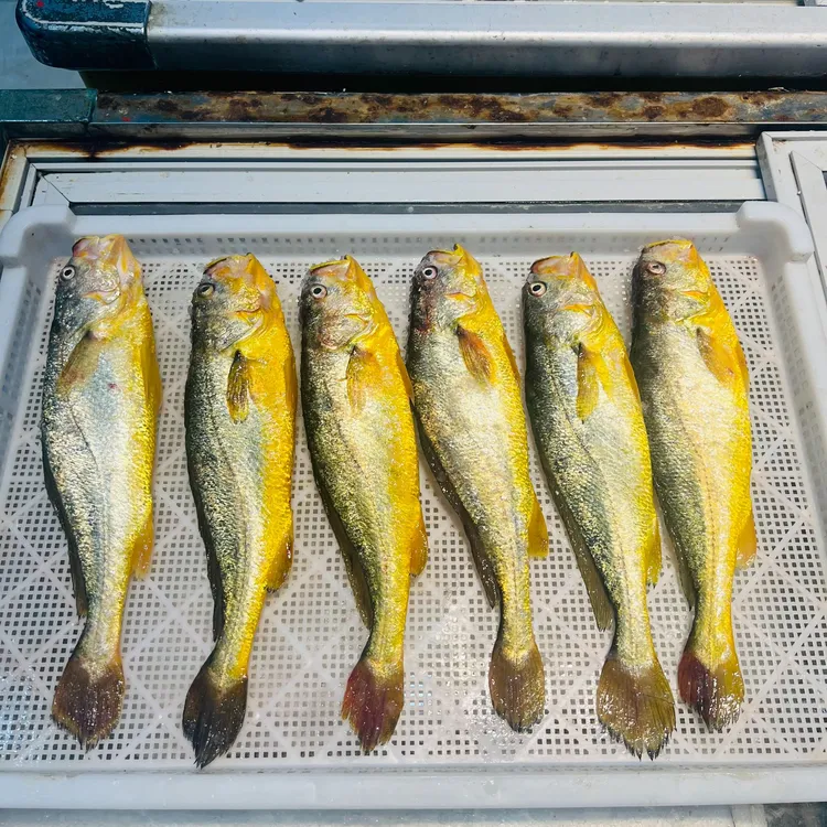 宁德正宗深海大黄鱼，次日达（全国大部分城市）冰鲜顺丰冷链到家