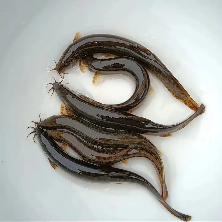 连云港发货鲜活小泥鳅苗活体【多种规格可选】