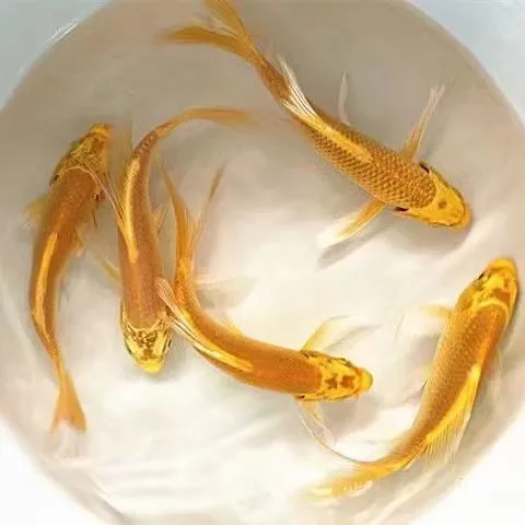 黄金锦鲤招财风水鱼龙凤锦鲤鱼好养耐活淡水冷水鱼高档观赏鱼活体