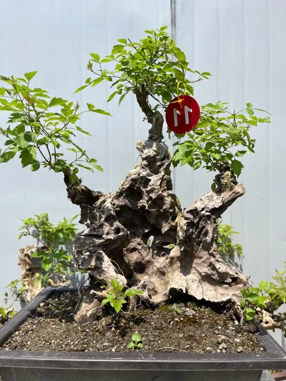 黄荆桩，直接拍的随机小桩发货，裸桩不带盆，请确认后再拍造型