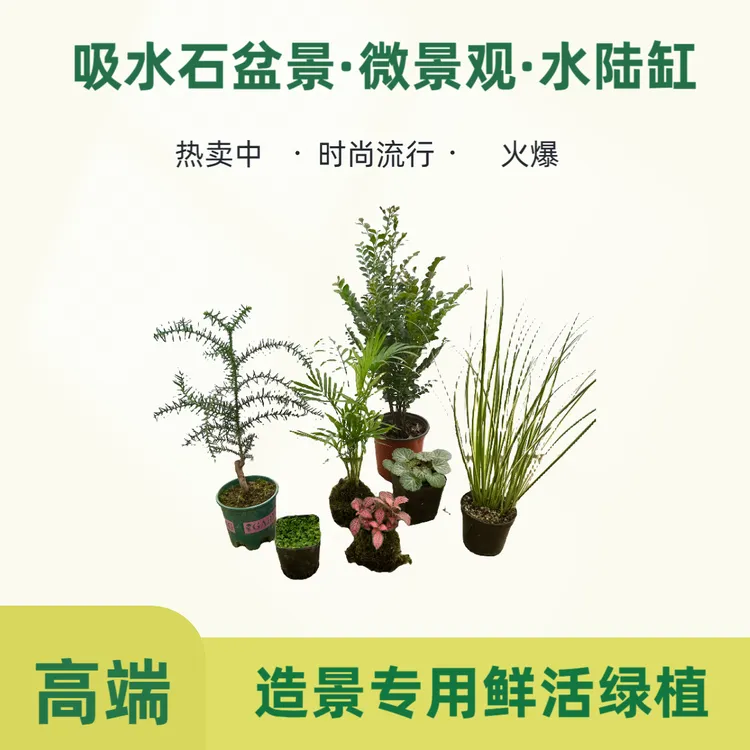 吸水石假山盆景植物微景观水陆缸造景专用鲜活绿植造景植物