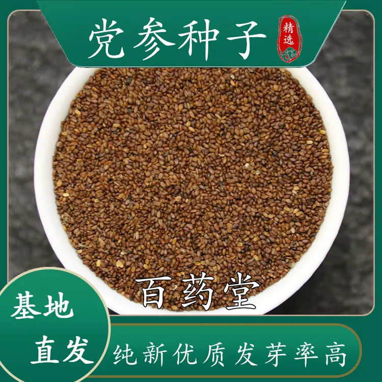 党参种子高产纯新甘肃党参种子纯新党参子党参籽纯新货党参籽批发