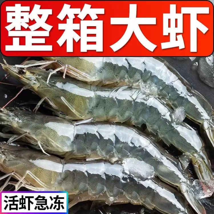 连云港海捕大虾海洋对虾深海活虾优质海鲜新鲜盐冻虾顺丰冷链发货