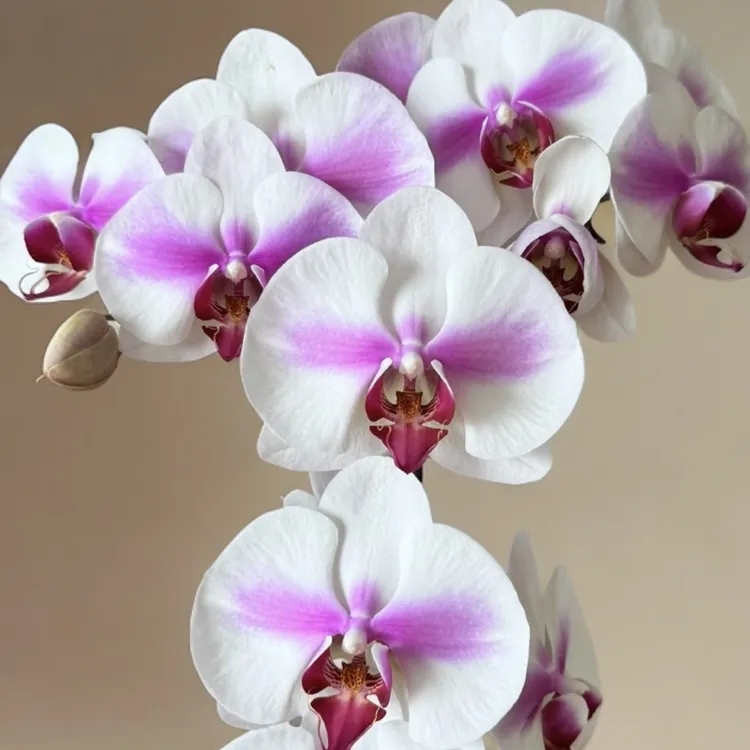 （瑕疵苗 不售后）3.5寸带花剑——婚纱蝴蝶兰