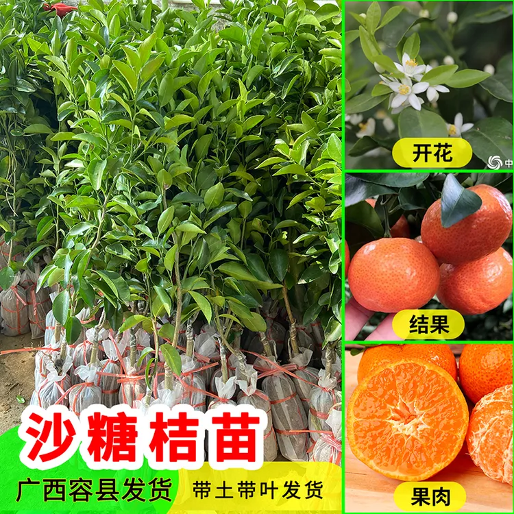 正宗嫁接广西沙糖桔子树苗四会砂糖橘子盆栽柑橘果树大苗南方种植