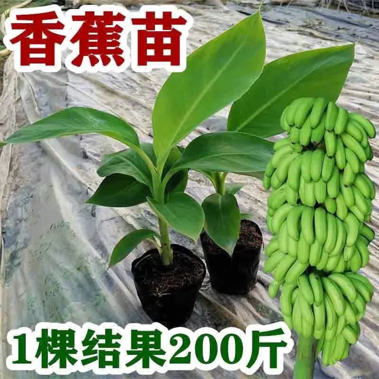 中蕉9号香蕉矮化蕉抗寒粉蕉香蕉高产树苗四季南北方种植当年结果
