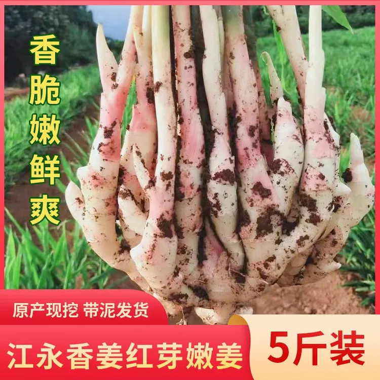 湖南江永香姜红芽嫩姜腌酸姜醋泡姜5斤大新鲜仔姜芽生姜批发包邮
