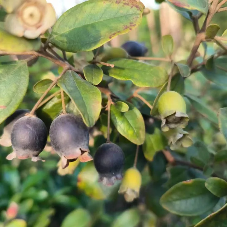 山捻子新鲜桃金娘水果现摘现发纯甜无酸野外山上采摘顺丰包邮2斤