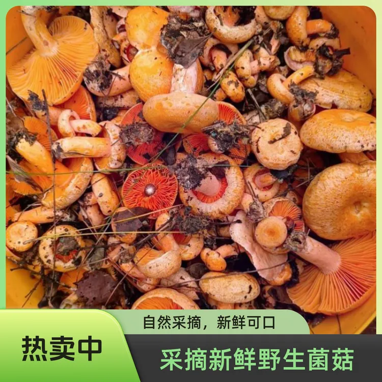 顺丰包邮松树菌菇黄色松树菌新鲜当天现货采摘野生谷熟菌子现货