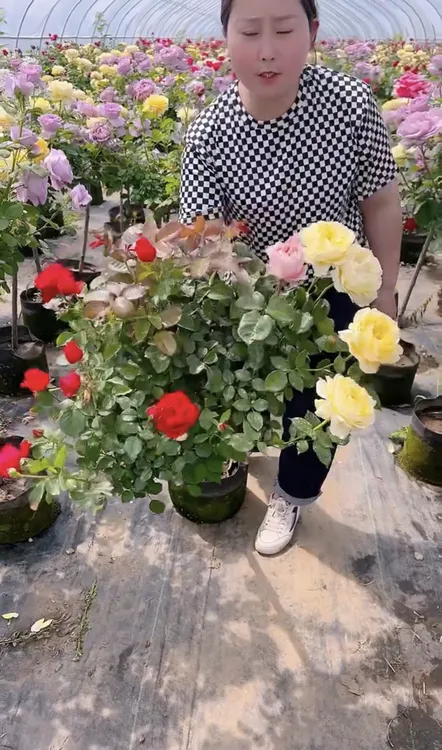 浓香型大花三个颜色树桩月季
