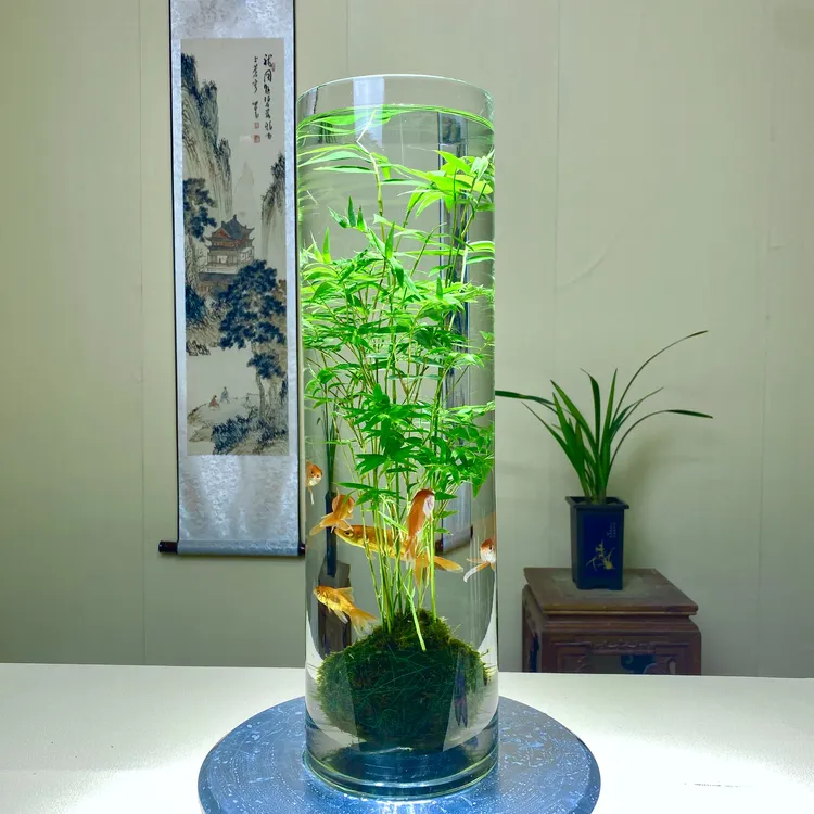 观音竹水培绿植壮苗造景桌面防水耐热好养鱼缸竹子抗寒水抗冻抗病