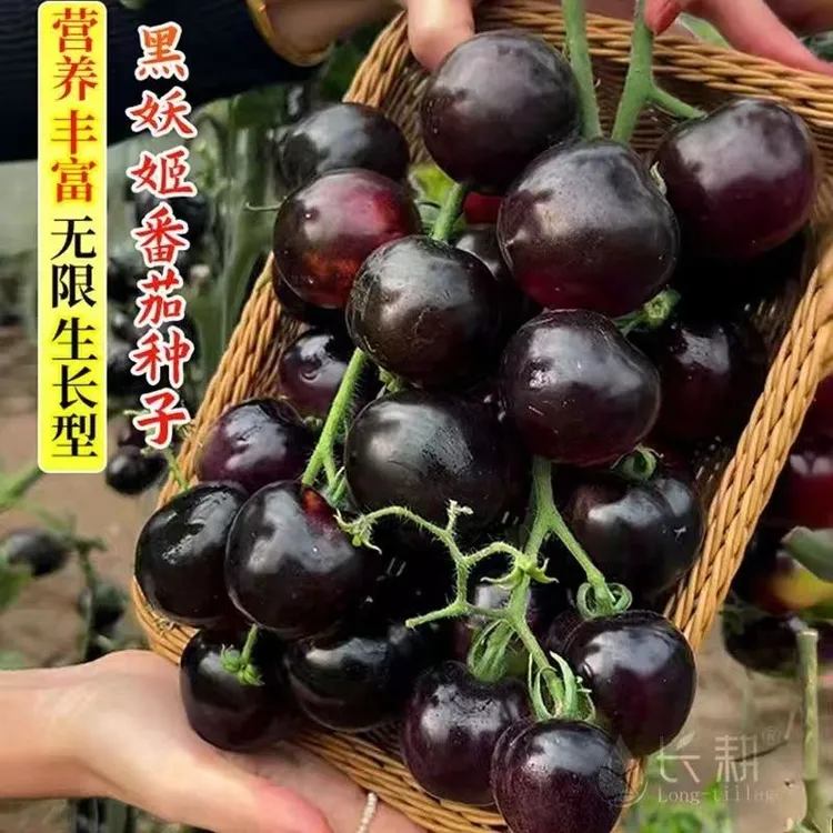 【先送1万单】黑宝石番茄种子紫黑色小西红柿种籽中早熟盆栽菜园四