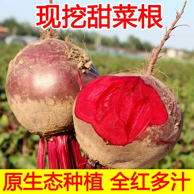 【主播专享】高品质当季新货甜菜根甜菜头原生态露天种植5斤包邮