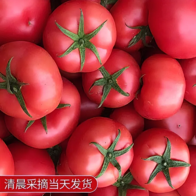 【顺丰】陕西老品种西红柿沙瓤3/5斤生吃新鲜蔬菜番茄老品种汁水多