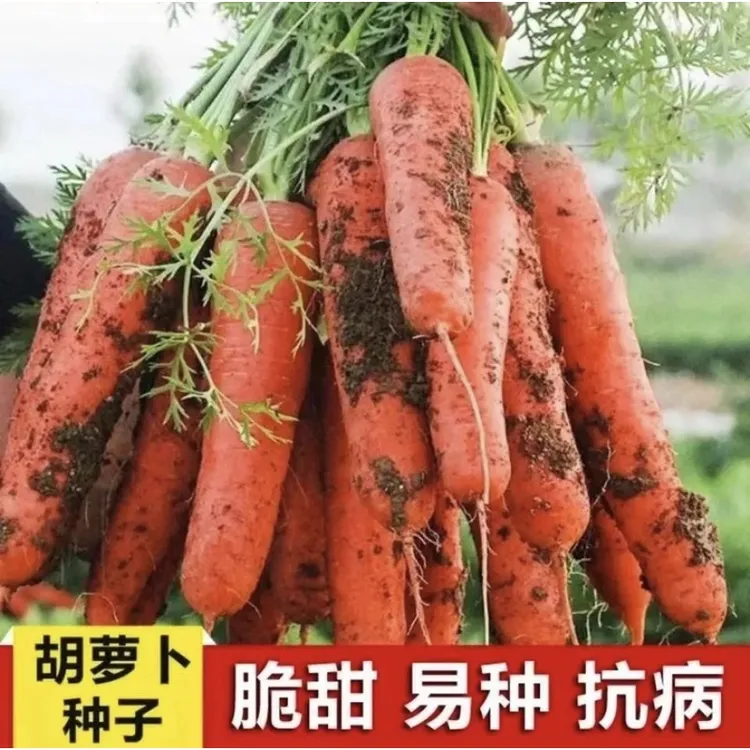 胡萝卜种子三红红芯老品种胡萝卜种子（拍2送1）