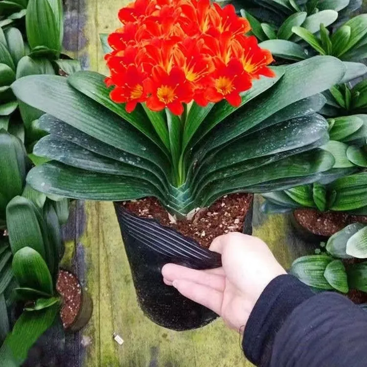 君子兰盆栽元宝开花植物室内常绿好养花卉观花植物四季阳台客厅
