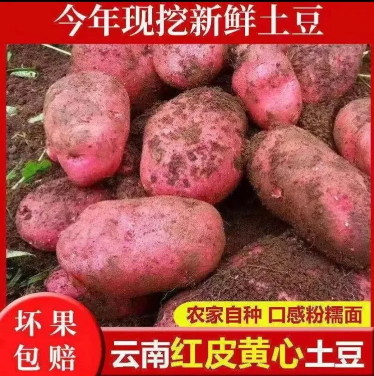 【新人特价】云南红皮黄心土豆新鲜现挖农家自种蔬菜马铃薯5/9斤