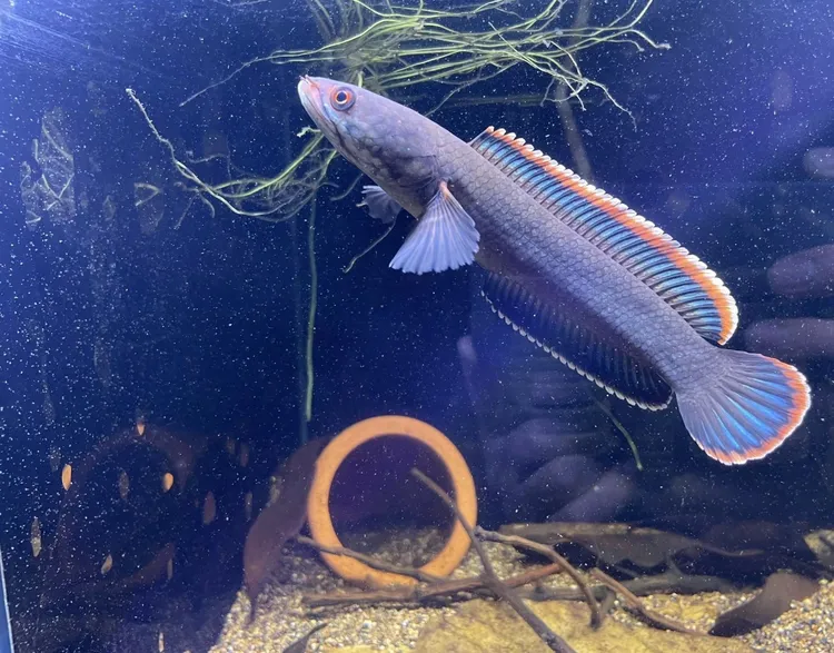 精品火背雷龙5-7㎝  选鱼【新疆包邮】