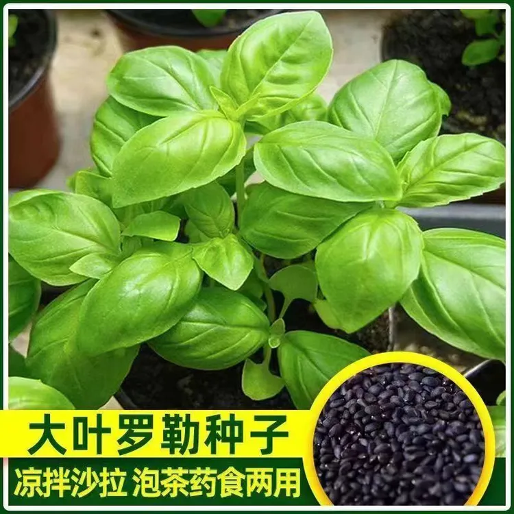 驱蚊草种子夏季驱蚊植物种子庭院阳台盆栽花卉草种子驱蚊庭院春季