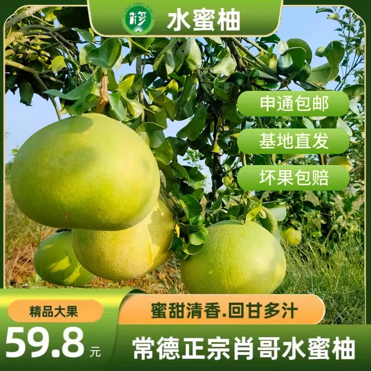 【肖哥水蜜柚】正宗湖南常德肖哥水蜜柚柚子4-15斤新鲜多汁应季果粒