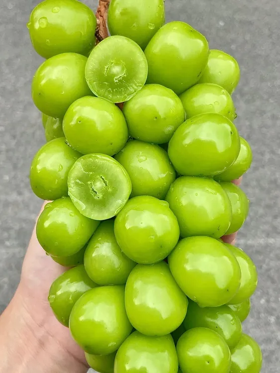 挑剔虎翡翠青提葡萄新鲜葡萄1.5-4.5斤 当季水果提子彩箱气柱包邮