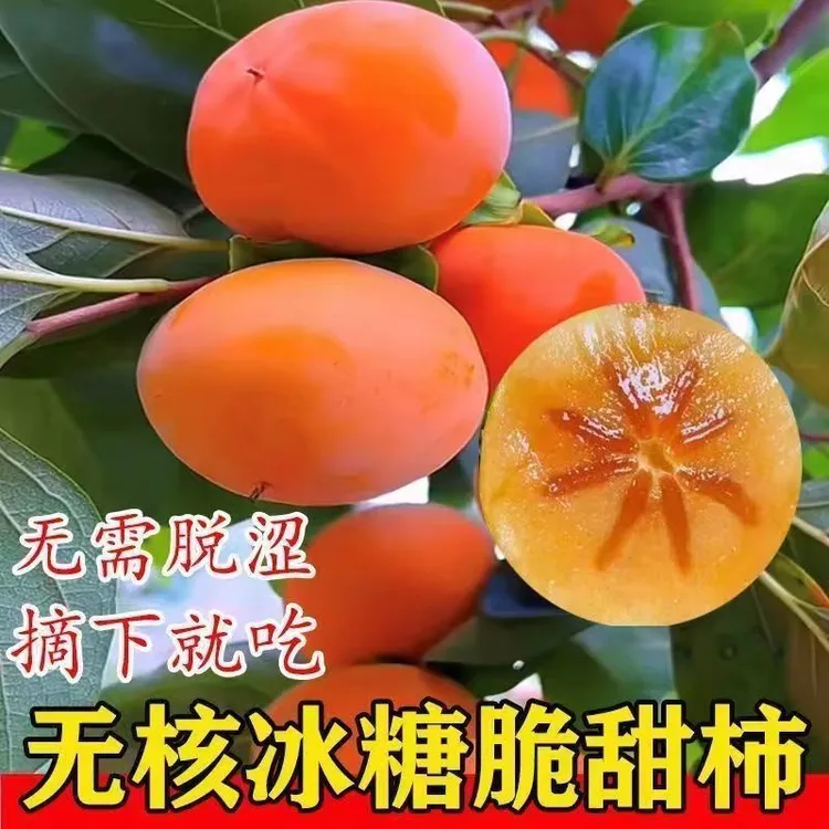 柿子树苗嫁接阳丰无核柿子果树苗日本甜脆柿南方北方种植当年结果