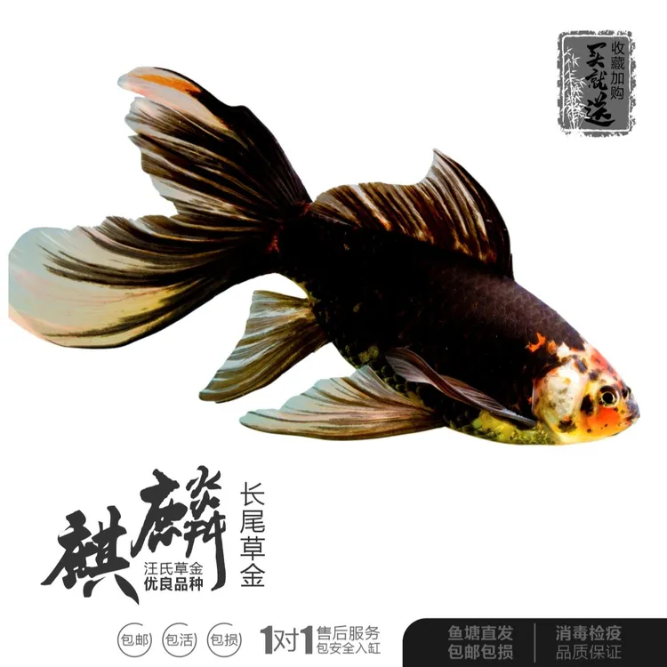 花草金鱼锦鲫好养练手冷水淡水观赏鱼不打氧易活自家繁殖麒麟草金