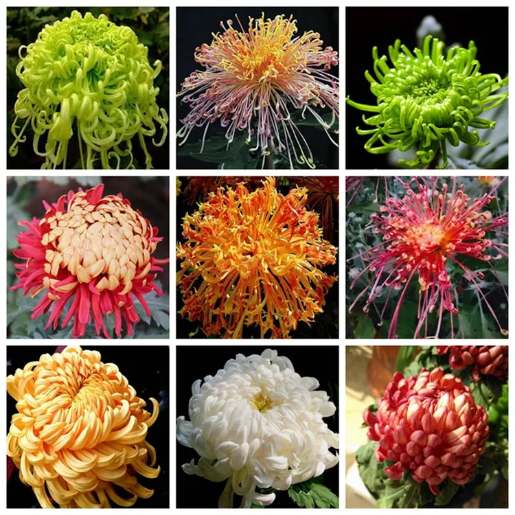 四季开花重瓣大花菊花苗耐寒盆栽室外花卉耐热庭院阳台观花绿植物