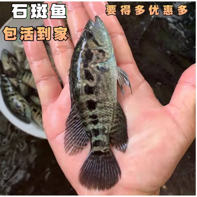 【活体】正宗淡水石斑鱼9-11cm观赏鱼淡水鱼花斑老虎斑鱼养殖发货