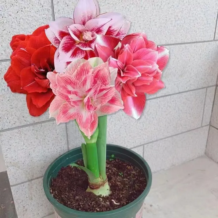 荷兰进口重瓣朱顶红种球根大球双梦庭院阳台盆栽花卉四季开花植物