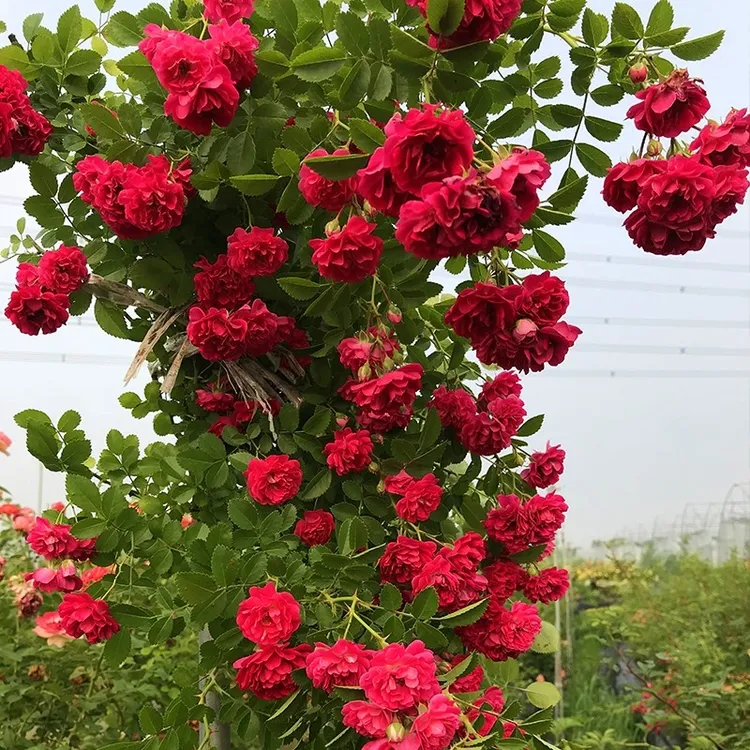 四季红木香藤本月季苗爬藤植物花卉多花蔷薇玫瑰盆栽庭院阳台