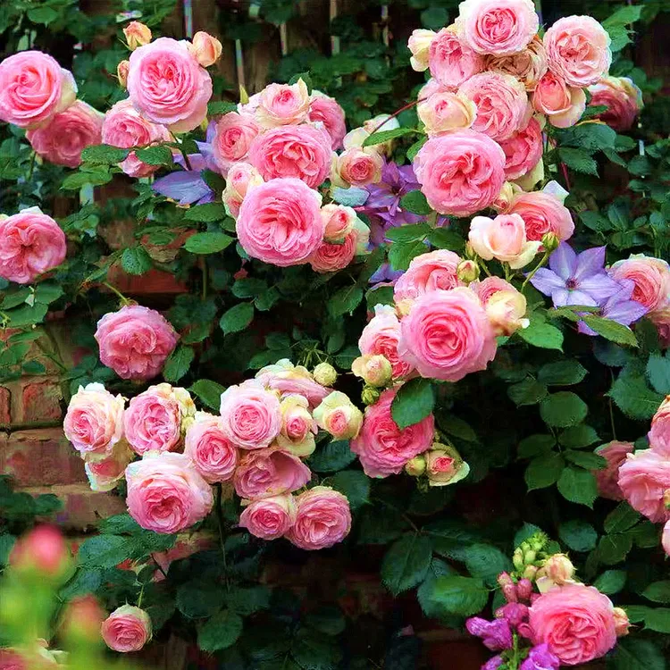 藤本月季花苗大苗爬藤月季浓香大花浓香欧月蔷薇花苗多季开花玫瑰