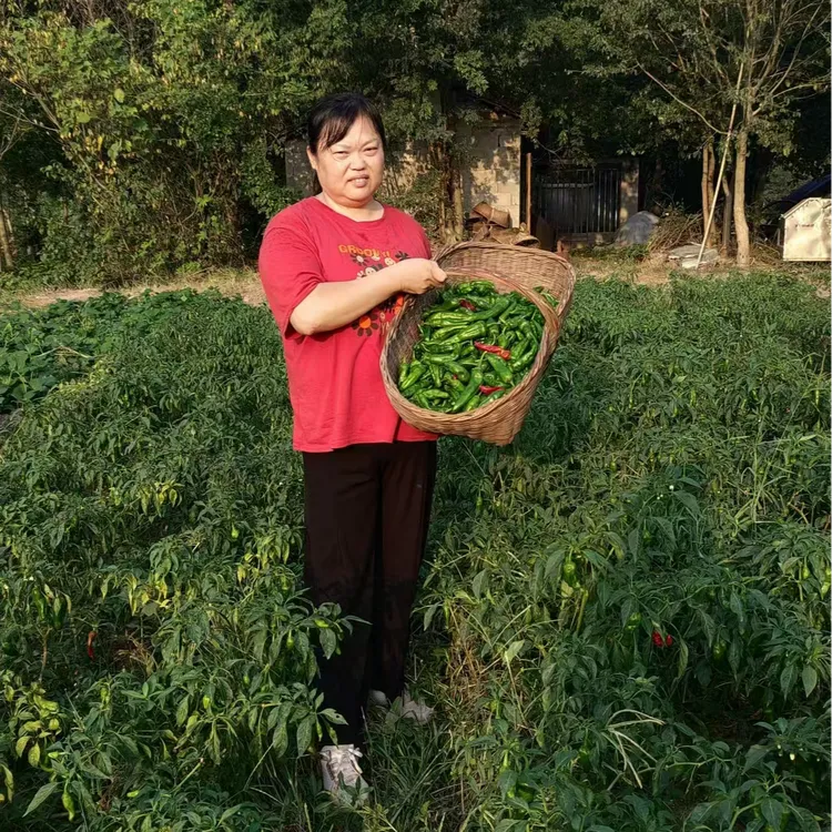 高山新鲜辣椒香辣土辣椒