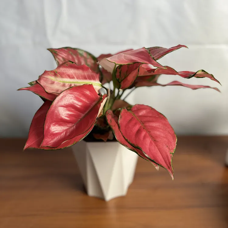 西藏包邮红宝石吉利红盆栽水培花卉室内植物净化空气好养桌面植物