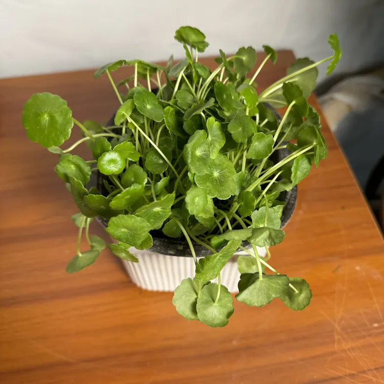 西藏包邮绿植·铜钱草