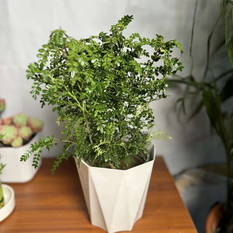 西藏包邮绿植·加仑盆清香木