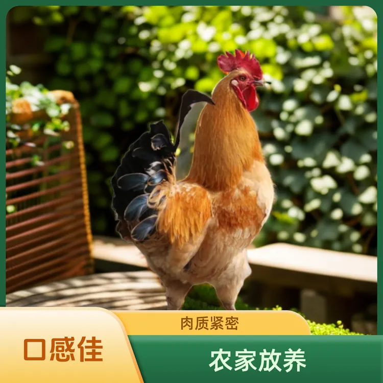 土猪肉 十万大山深处农家熟食喂养土猪肉 小时候的味道【顺丰包邮】