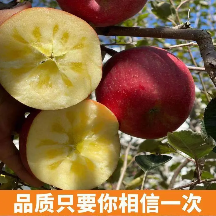原产地云南昭通丑苹果新鲜采摘脆甜多汁整箱包邮3/10斤现摘现发