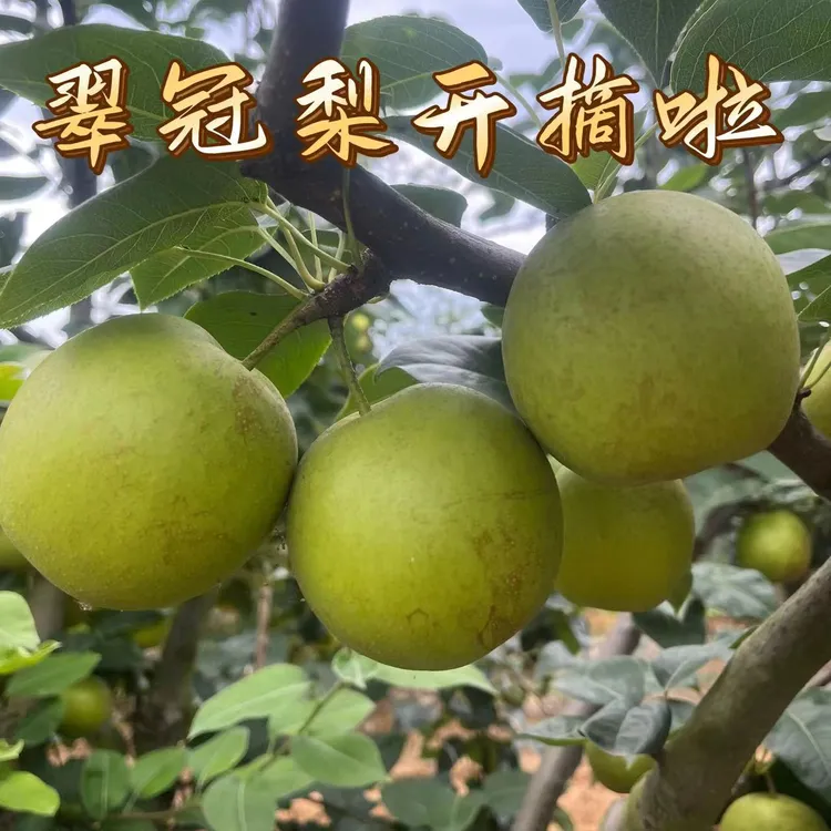 四川新鲜水果梨子苍溪翠冠梨农家水果皮薄肉厚果肉细腻脆甜多汁
