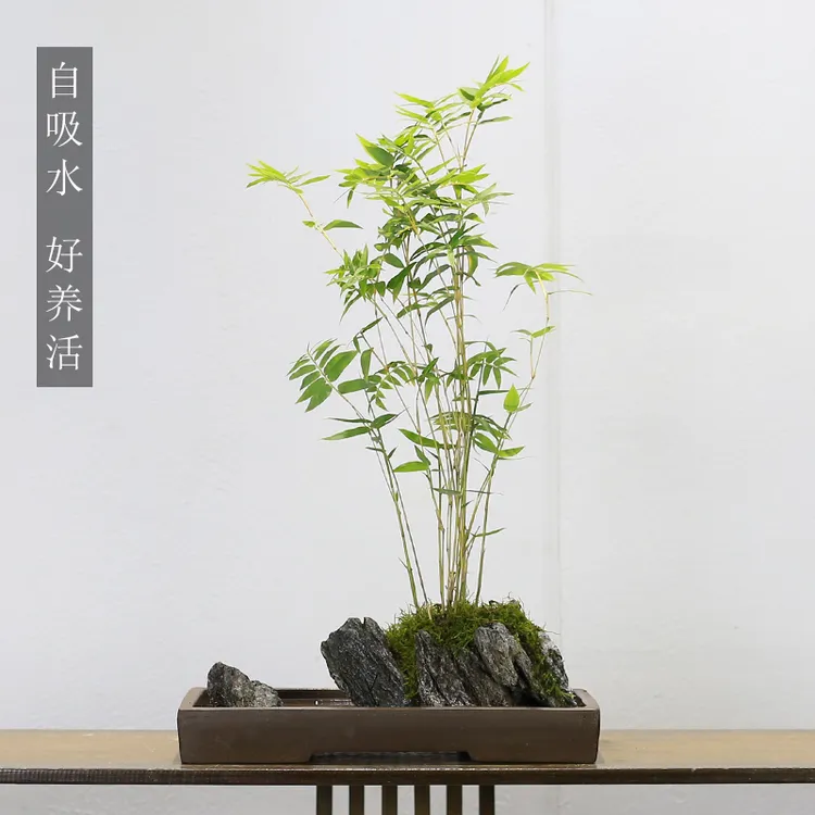 米竹盆栽室内客厅办公室桌面绿植懒人好养吸水石微景观水培小叶