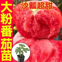 老品种大粉西红柿苗沙瓤番茄