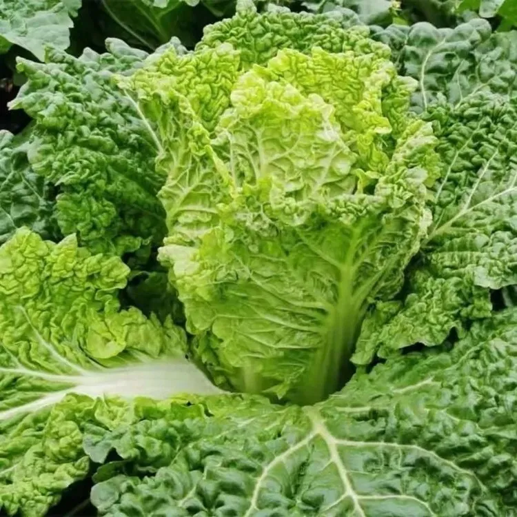贵州露天麻叶白菜农家种植新鲜现砍现发青麻叶白菜火锅菜炒菜