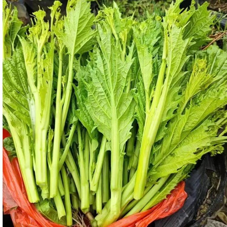 新鲜青菜苔当季时令青菜尖芥菜苔现摘发货可做腌菜酸菜凉拌菜冲菜