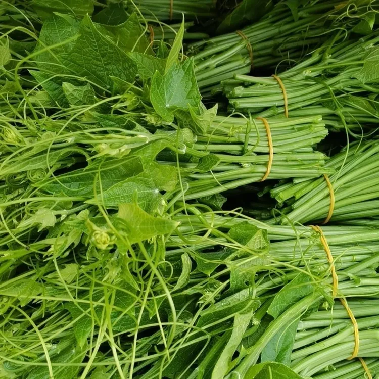 新鲜佛手瓜嫩尖捧瓜尖蔬菜现摘现发口感鲜嫩龙须菜捧瓜尖