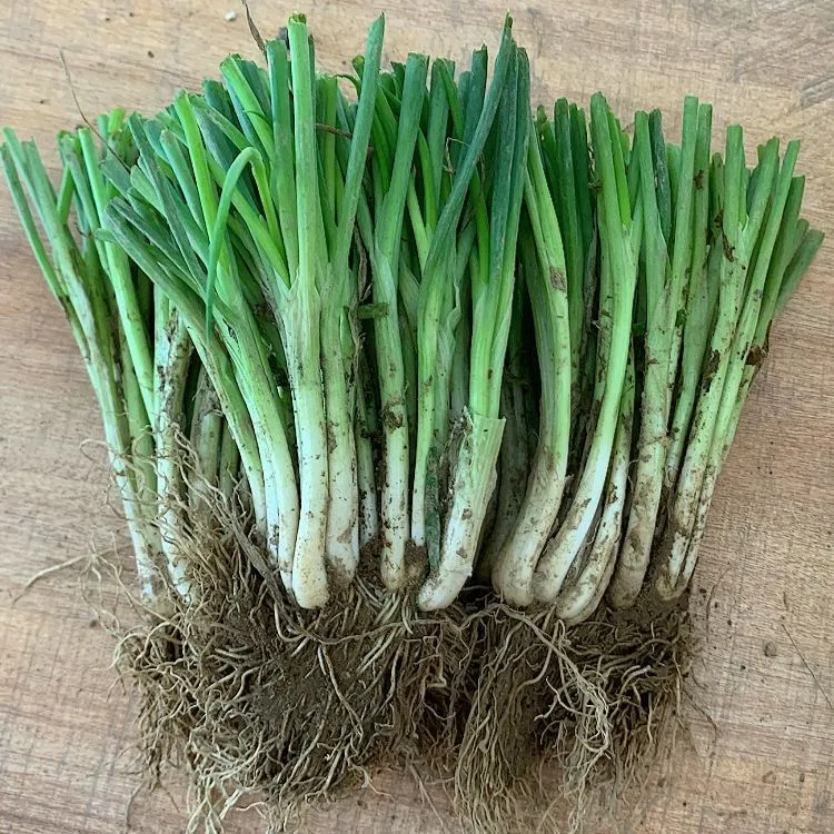 香葱四季小香葱葱苗带根新鲜露天种植香葱小分葱苗根苗