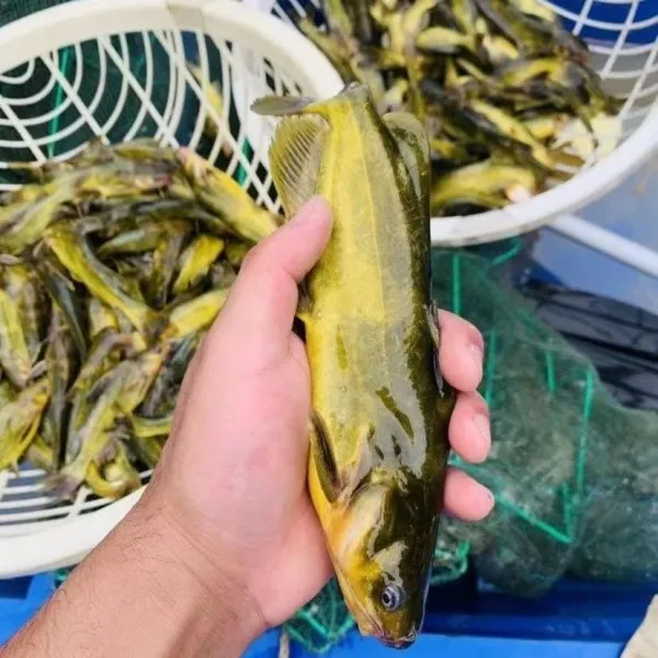 （顺丰空运）东北冷水嘎牙鱼4斤活鱼冰鲜发货保鲜不保活