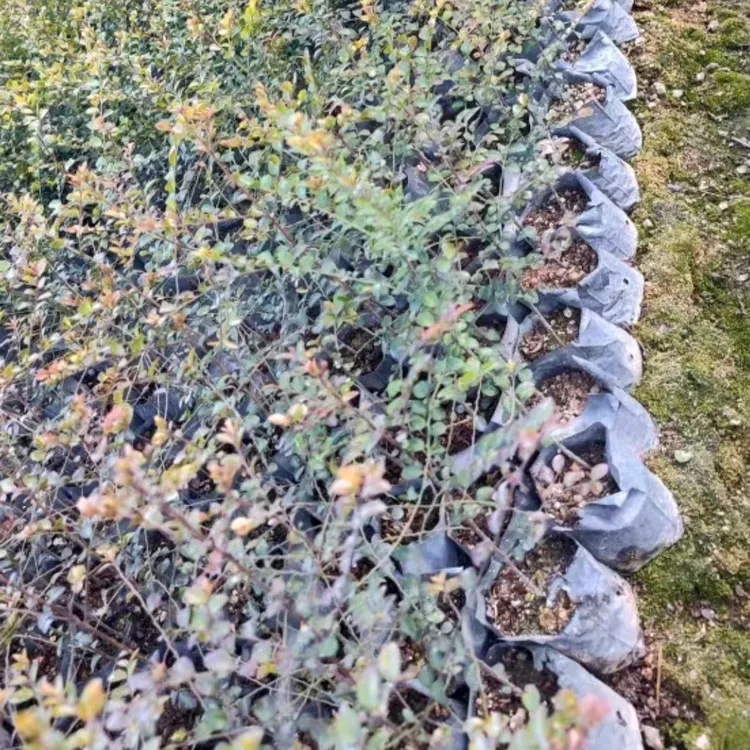 正宗 印度小叶紫檀树苗 紫檀盆景树桩绿植物紫檀木珍稀小盆景植物