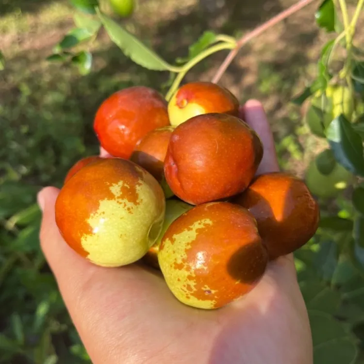 （辽宁省内专拍）正宗朝阳金陵大枣产地直发甜脆口  顺丰包邮